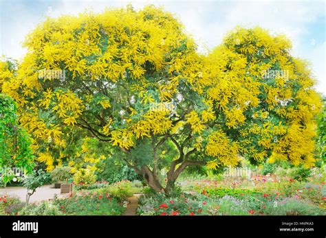 Árbol Con Flores Amarillas En Verano Park Fotografía De Stock Alamy