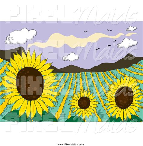 Clipart Of A Sunflower Field Crop In A Valley By Colematt