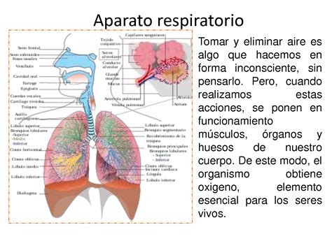 El Sistema Respiratorio Del Cuerpo Humano Partes Y Funcionamiento