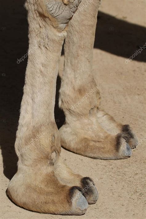 Pies De Camello Fotografía De Stock © Chris2766 47791539 Depositphotos