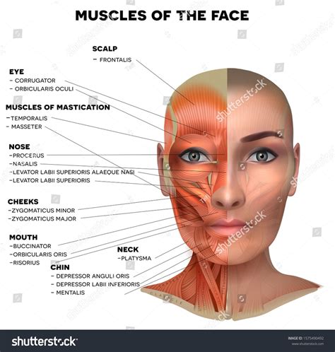 Muscles Of The Female Face And Neck Structure Physiology Study Diagram Illustration Drawing