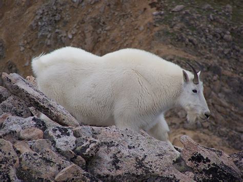 Filemountain Goat On Mount Huron In Colorado Image 1 Wikipedia