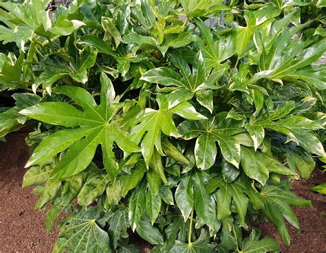 How To Grow & Care For Fatsia Japonica Shrub | Horticulture