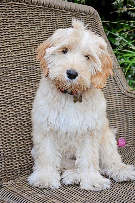 If you have a new puppy at home and you would like a little help with crate training, potty training, handling skills, and socializing your pup. Our medium Australian Labradoodle puppy "Bella" at 3-1/2 ...