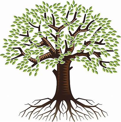 Roots Tree Clip Illustrations