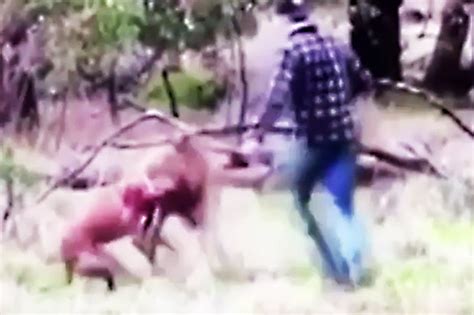 Man Punches Kangaroo In Face In Most Australian Video Ever Daily Star
