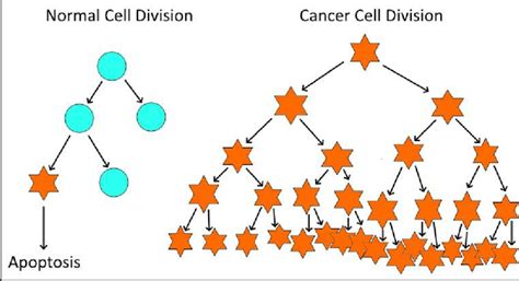 They vary in their sizes. Differences between normal cell and cancer cell ...