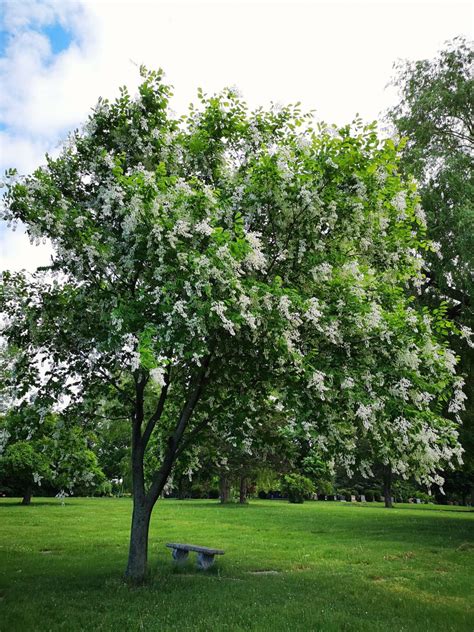 The Best Fast Growing Shade Trees For Your Yard Artofit