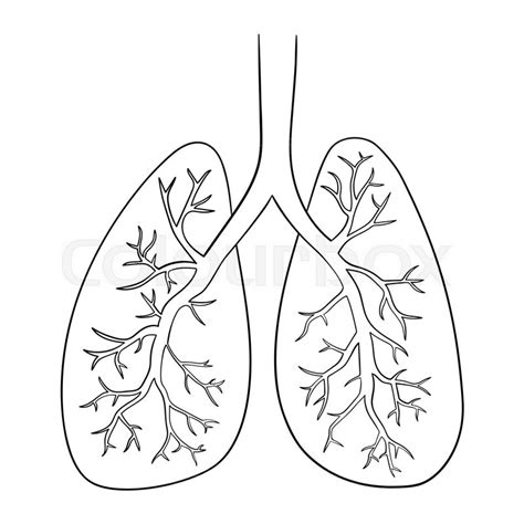 Anatomical Lungs Page Coloring Pages
