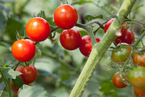 A Comprehensive Guide To Growing Cherry Tomatoes Dengarden