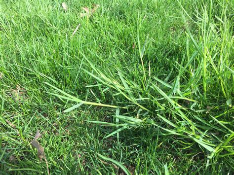 Is This Poa Trivialis Nutsedge Or Some Other Type Of Cool Season