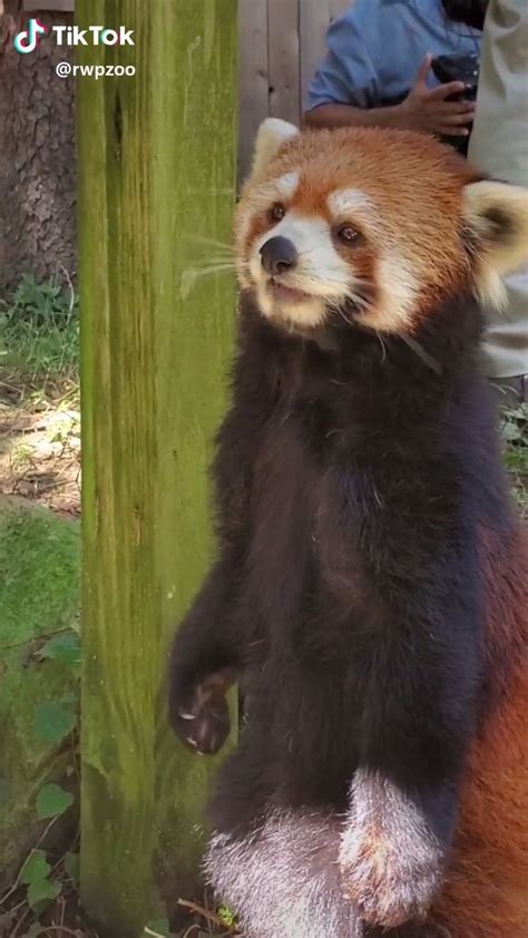 Cute Red Panda Standing Up 😍 Video Cute Wild Animals Red Panda