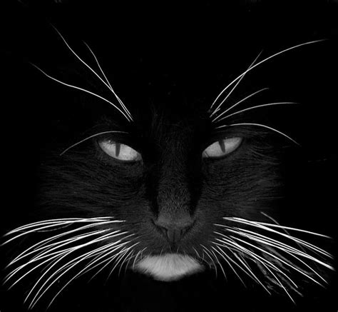 Cat's whiskers are adorable, but why do they have them and what do they do? 482 best Love Tuxedo Cats & Black And White Cats images on ...