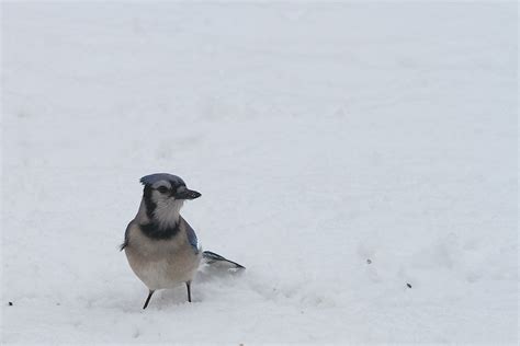 Free Images Snow Winter Beak Fauna Jay Vertebrate Perching Bird