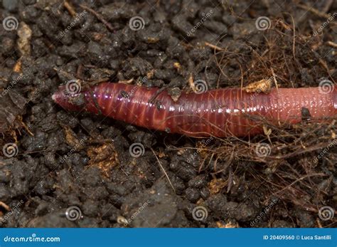 Earthworm Stock Photo Image Of Macro Fishing Biology 20409560