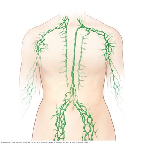 The neck is a complex anatomic region between the head and the body. Swollen lymph nodes - Symptoms and causes - Mayo Clinic