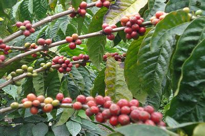 ciri  aroma kopi robusta tips petani