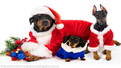 Funny Christmas Dogs 21 Free Hd Wallpaper