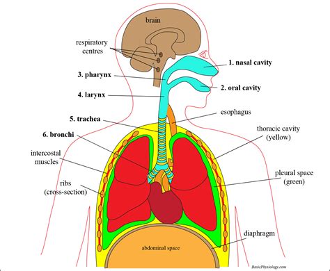 Anatomy Labeled Respiratory System Chart Clipart 7116 Classroom Clipart
