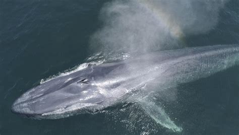 Rare 90 Foot Blue Whales Spotted In Monterey Bay — And Humpbacks Are
