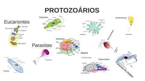 Os Protozoarios Apresentam Diversos Meios De Locomoção Que Frequentemente