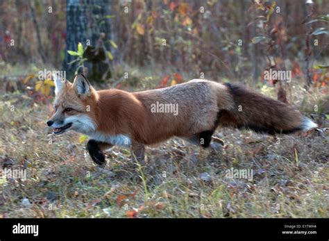 Red Fox Hunting Through Autumn Grasses Vulpes Vulpes Minnesota