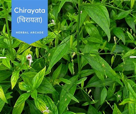 Chirayata चिरायता Intro Benefits Usages Gallery Names Herbal Arcade