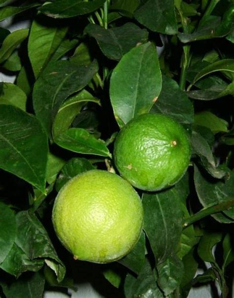 Die bergamotte ist eine interessante zitruspflanze für alle, die ihren kübelpflanzen sommer im freien und winter in heller und kühler umgebung bieten können. Bergamotte, Heilpflanzen & Heilkräuter
