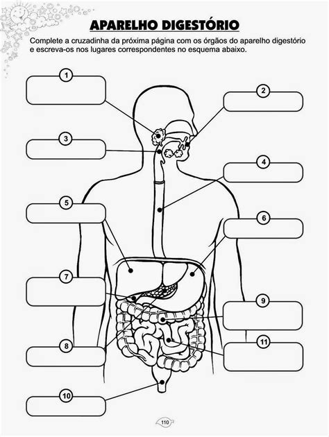 Exercicios Sobre O Sistema Digestorio 8 Ano Educa