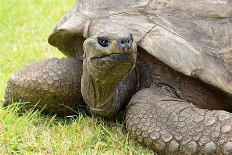 Jonathan la plus vieille tortue du monde fête ses 190 ans L Avenir