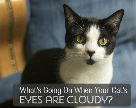 What Causes Cloudy Eyes In Cats Pethelpful