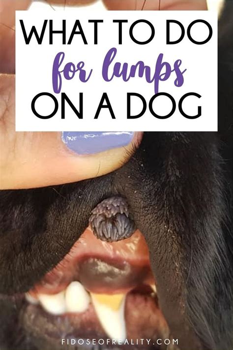 Dog Parent Guide To Lumps On A Dog Fidose Of Reality Natural Pet