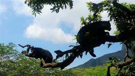 10 Facts About Spectacled Bears Inspiration For Paddington Dry