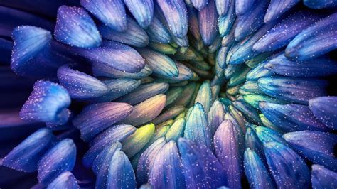 Wallpaper Colorful Flowers Abstract Purple Blue Petals Pollen