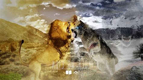Wolf And Lion Wallpapers Top Free Wolf And Lion Backgrounds