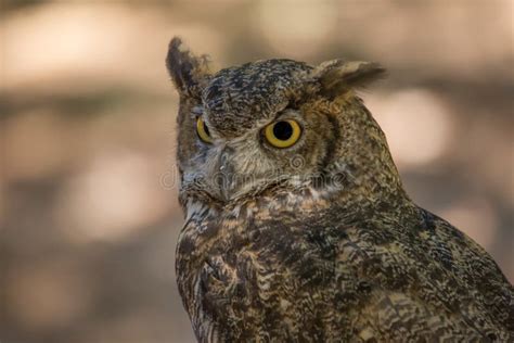 Portrait Of A Wise Old Owl Stock Image Image Of Natural 74385203