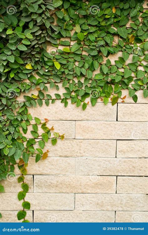 Creeper Plant Growing On A Brick Wall Stock Photo Image Of Aged