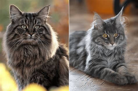 Cat Comparison Norwegian Forest Cat Vs Maine Coon