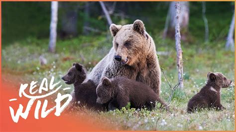 Mother Bear Teaches Triplets How To Survive The Wild Band Of Bears