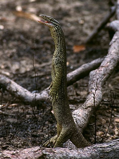 Standing Monitor Lizard Flickr Photo Sharing