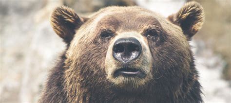 How Long Do Bears Live Animal Corner