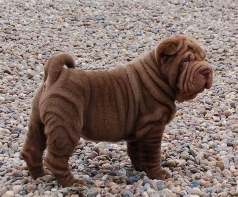 Shar Pei Puppies Cute Puppies Dogs And Puppies Cute Dogs Animals