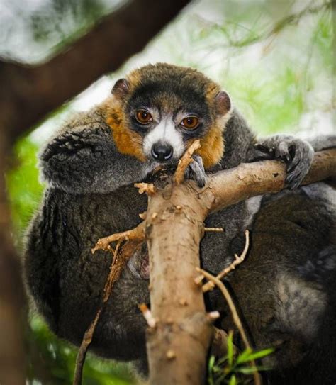10 Weirdly Wonderful Lemur Species Cute Wild Animals Endangered