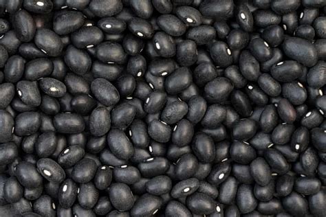 How To Grow Black Beans Indoors The Indoor Gardens