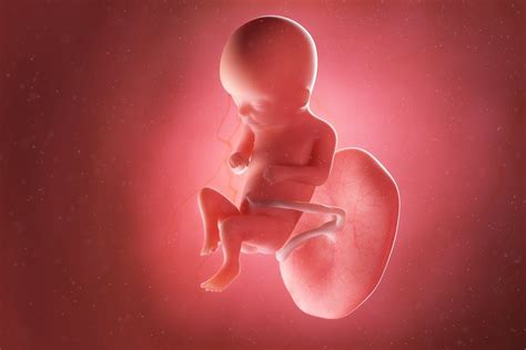 Baby Development 16 Weeks Gestation