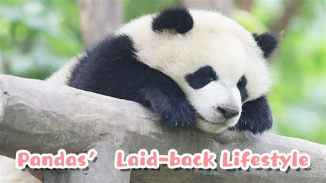 【super Panda】episode 205 The Laid Back Lifestyle Of Pandas Ipanda