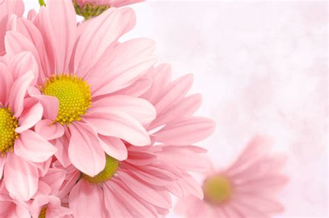 Pale Pink Floral Backgrounds