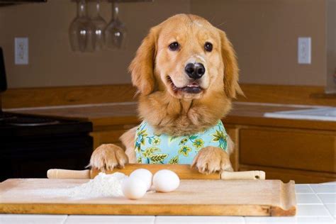 Cooking For Your Dog And You Recipes For Dogs And Their Humans To