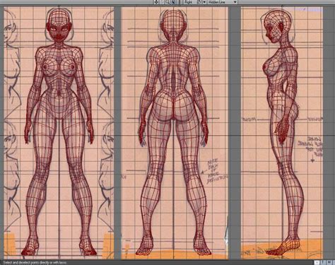 Female Character D Wireframe Front Back Side Character Reference