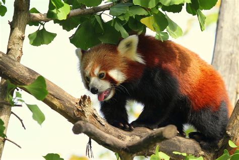 Magical Nature Tour Red Panda Panda Red